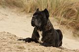 CANE CORSO 832
